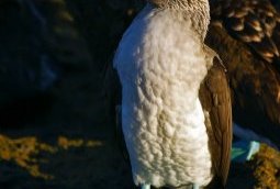 David Cook Wildlife Photography / Foter / Creative Commons Attribution-NonCommercial 2.0 Generic (CC BY-NC 2.0)