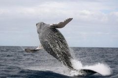 Горбатые киты на Самане